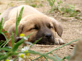 Image showing Sleeping puppy dog