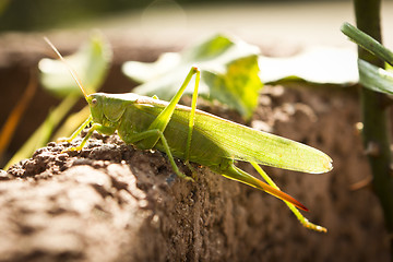 Image showing grasshopper