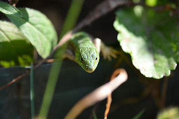 Image showing Green crested lizard on green grass