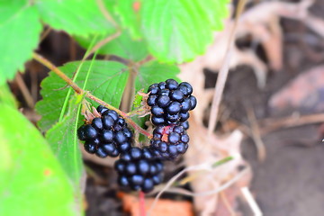 Image showing Blackberry bush in the garden