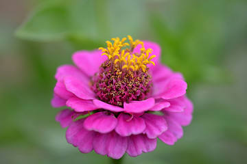 Image showing Closeup on red flower background