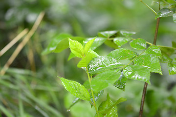 Image showing green leaf background with water drops