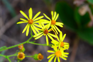 Image showing Yellow flowers on a background, a spring flowers