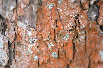 Image showing Texture of wood background closeup