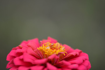 Image showing Closeup on red flower background