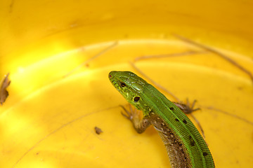 Image showing Picture of a young lizard