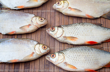 Image showing Fish hooked in the river on a table surface.