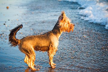 Image showing Dog on the shore of the sea plays in the water.