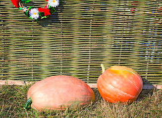 Image showing Two big pumpkins lie at a wattled fence.