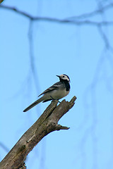 Image showing Motacilla alba