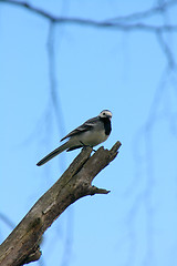 Image showing Motacilla alba