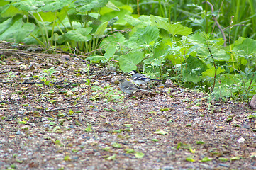 Image showing Motacilla alba