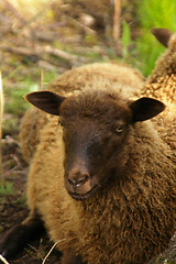 Image showing Sheep