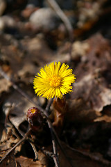 Image showing Coltsfoot