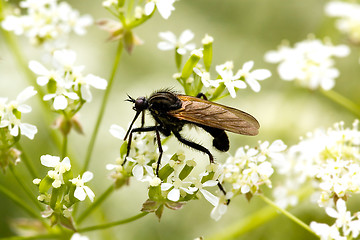 Image showing Fly