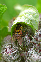 Image showing Hoverfly