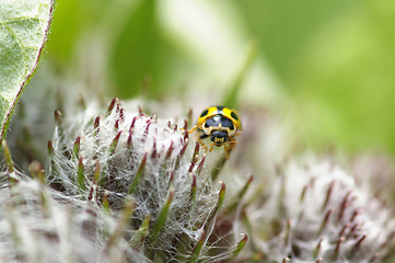 Image showing Ladybug