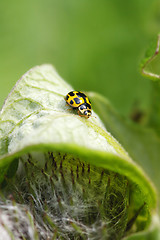 Image showing Ladybug