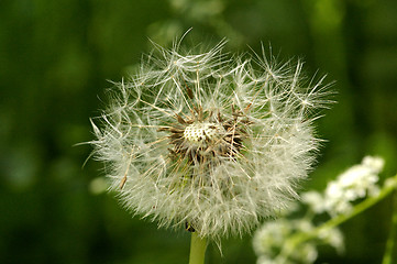 Image showing Pollen