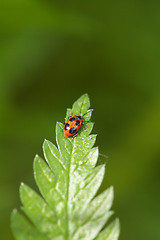 Image showing Ladybug