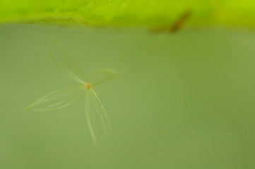 Image showing Pollen