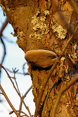 Image showing Polypore