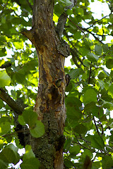 Image showing Woodpecker