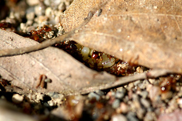 Image showing Anthill