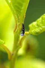 Image showing Caterpillar