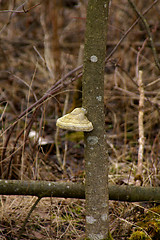 Image showing Polypore