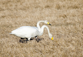 Image showing Swan