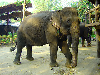 Image showing Asian elephant