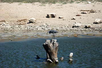 Image showing bird heron