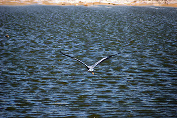 Image showing bird heron