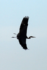 Image showing bird heron
