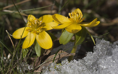 Image showing winter aconites