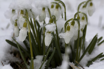 Image showing snowdrops in snow