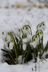 Image showing snowdrops in snow
