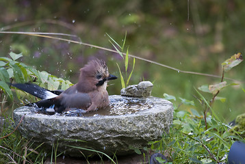 Image showing taking a bath