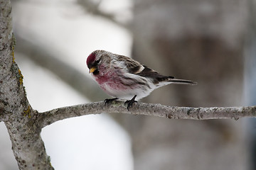 Image showing common redpoll