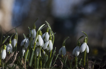 Image showing snowdrops