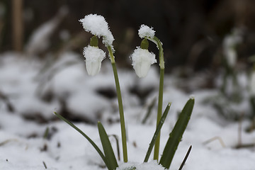 Image showing snowdrops