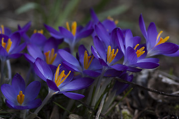 Image showing blue crocus