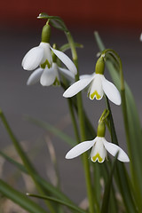 Image showing snowdrops