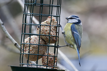 Image showing blue tit with fatball
