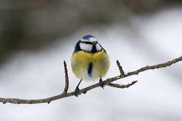 Image showing blue tit