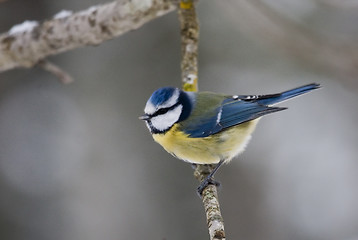 Image showing blue tit