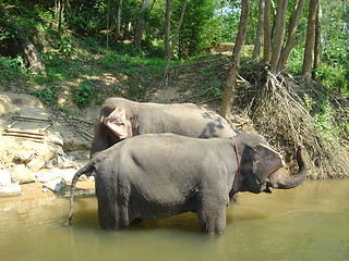 Image showing Two asian elephants