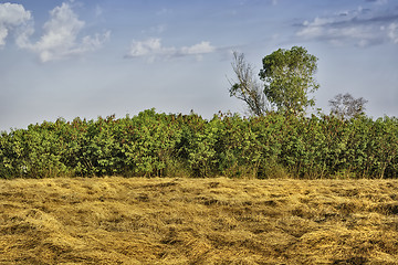 Image showing Grass, Trees, Sky