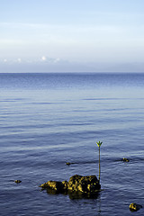 Image showing Sea Mangrove Seedling